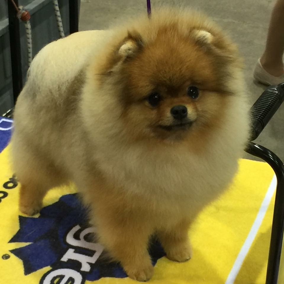 Janshar pomeranians 2024